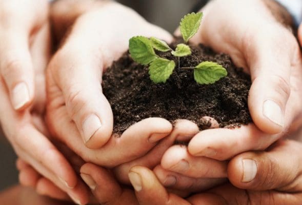 Adult hands holding a child's hands with a clump of dirt and a plant growing in the dirt